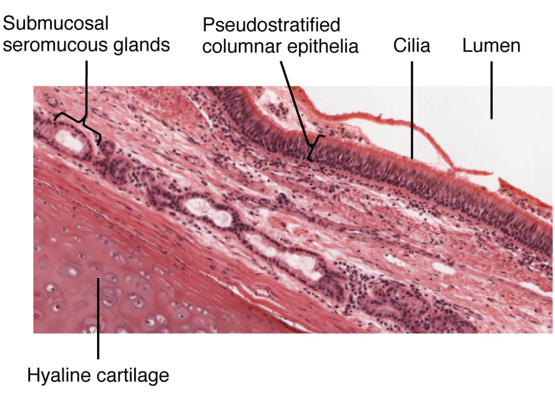 Exploring the Trachea Wall: A Microscopic View Insight