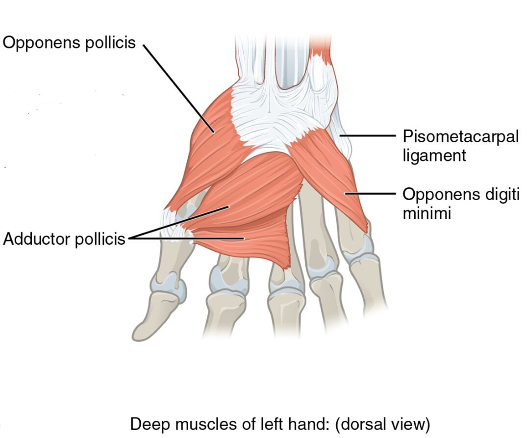 Deep Muscles of the Left Hand: Dorsal View
