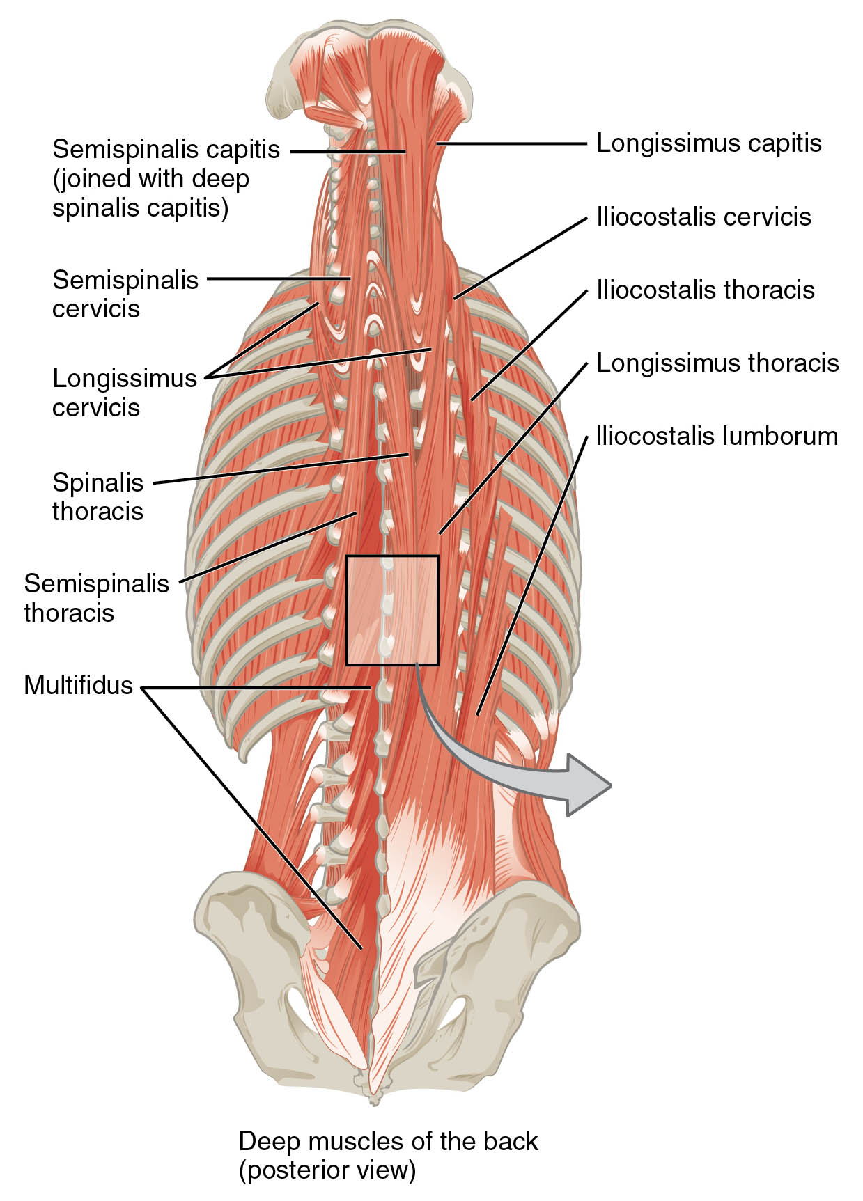 Deep Muscles of the Back: Anatomy and Function Guide