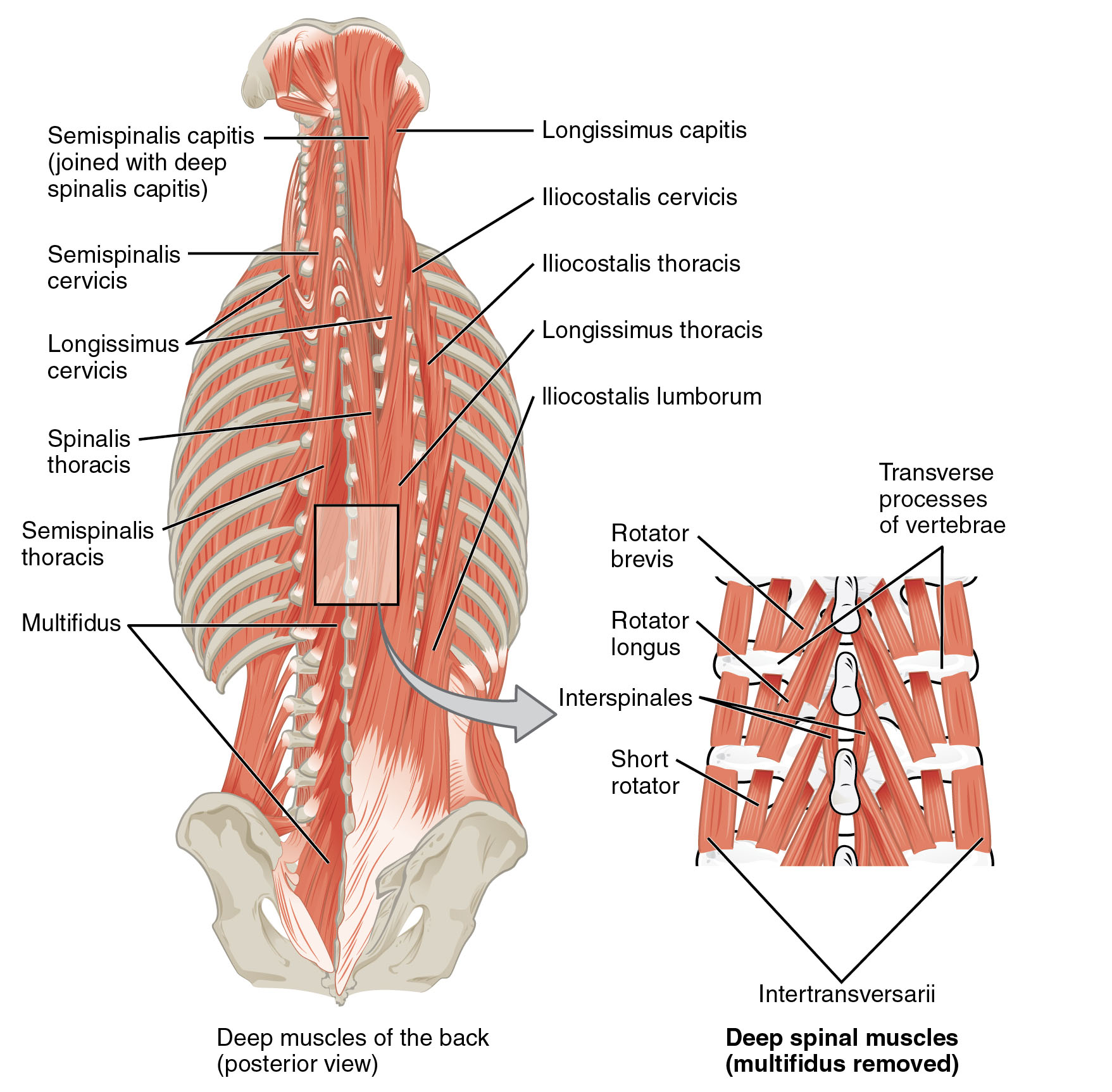 Deep Muscles of the Back and Spinal Muscles: Anatomy and Function