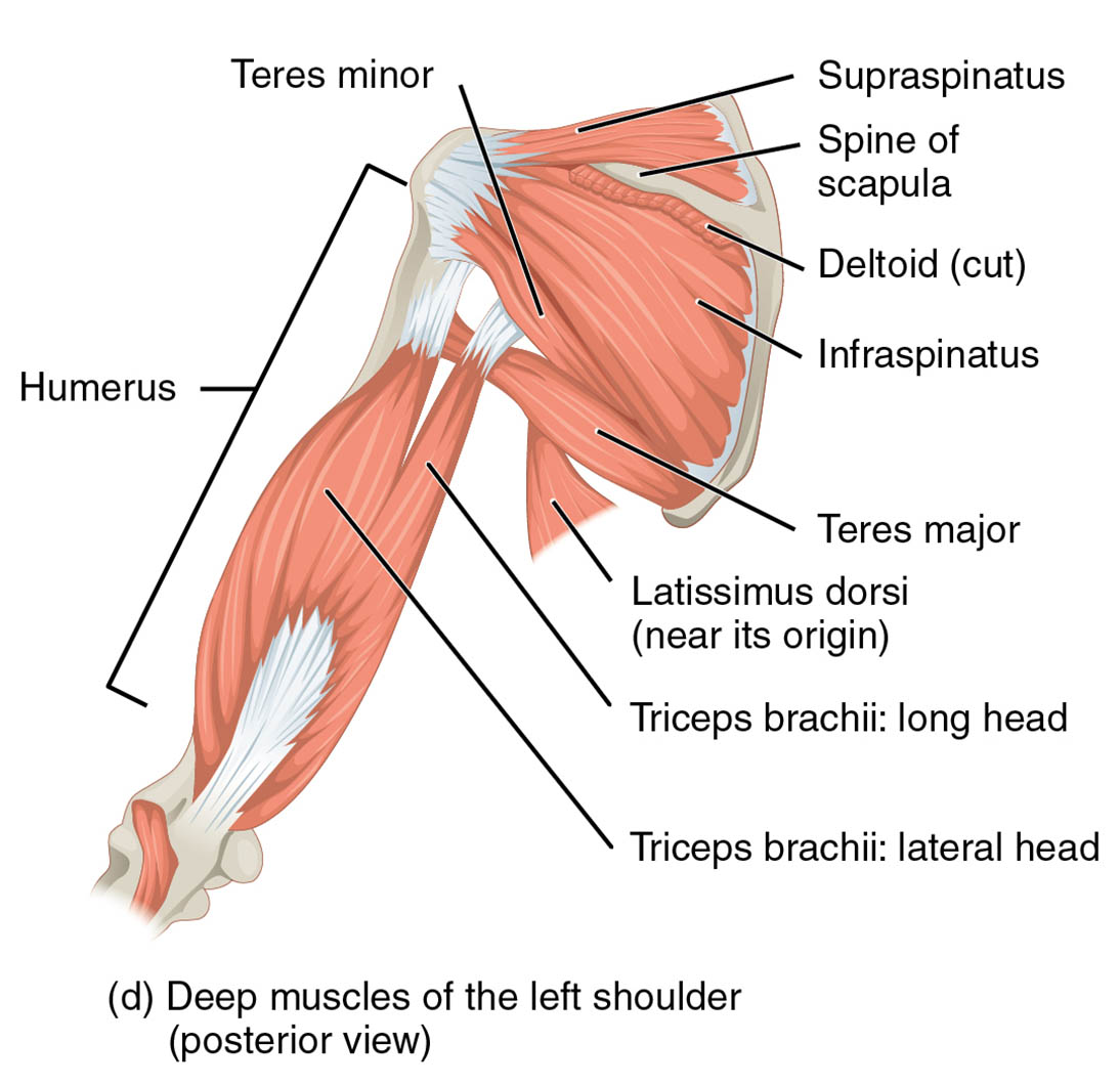 Unveiling the Deep Muscles of the Left Shoulder: Posterior View