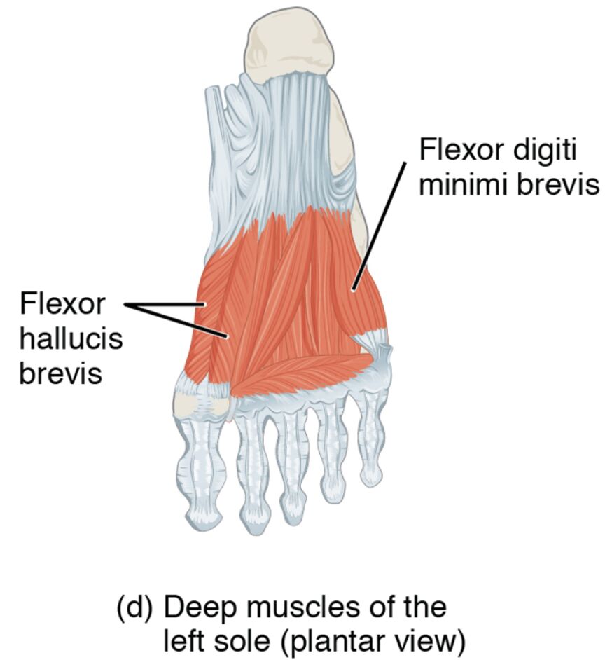 Deep Muscles of the Left Sole: Plantar View