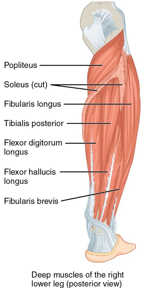 Deep Muscles of the Right Lower Leg: Posterior View