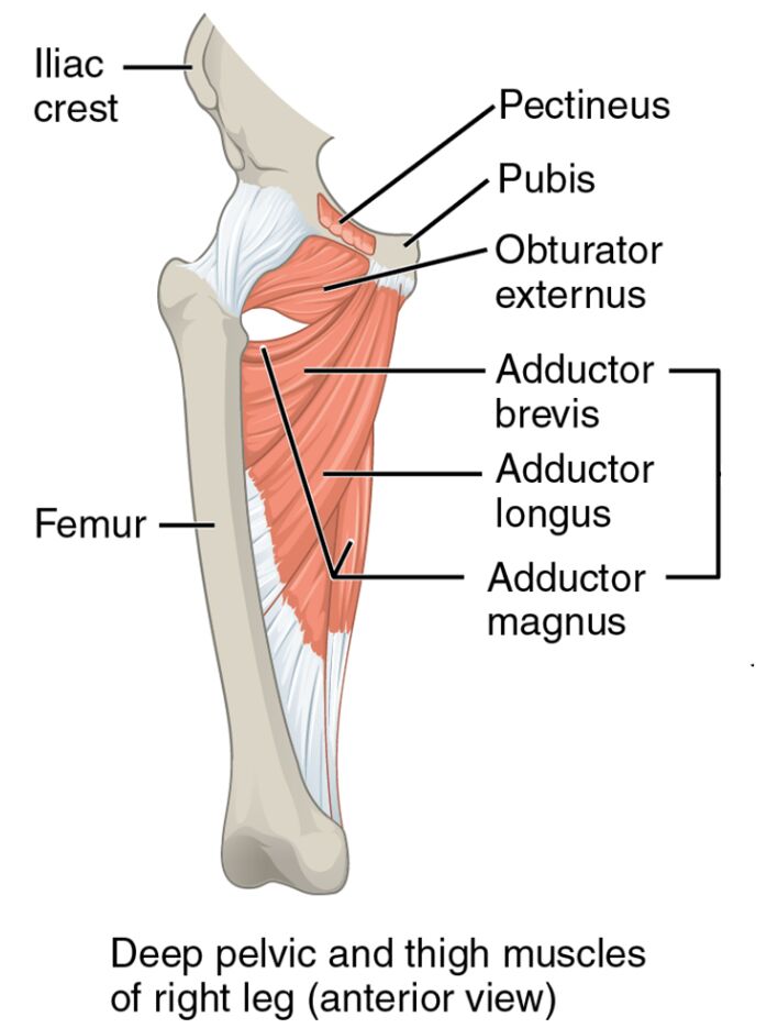 Deep Pelvic and Thigh Muscles: Right Leg Anterior View