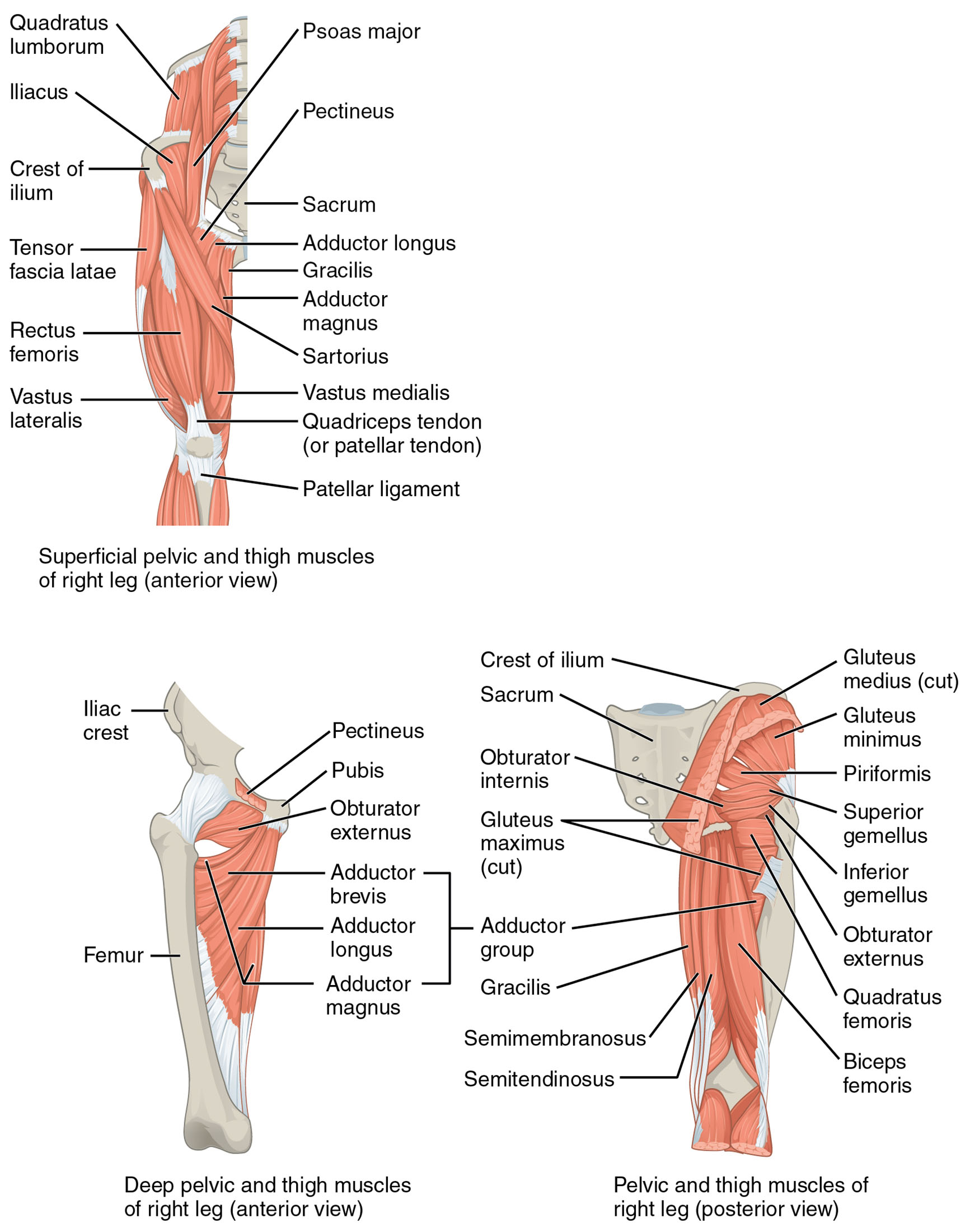 Hip and Thigh Muscles: Anatomical Structure and Function