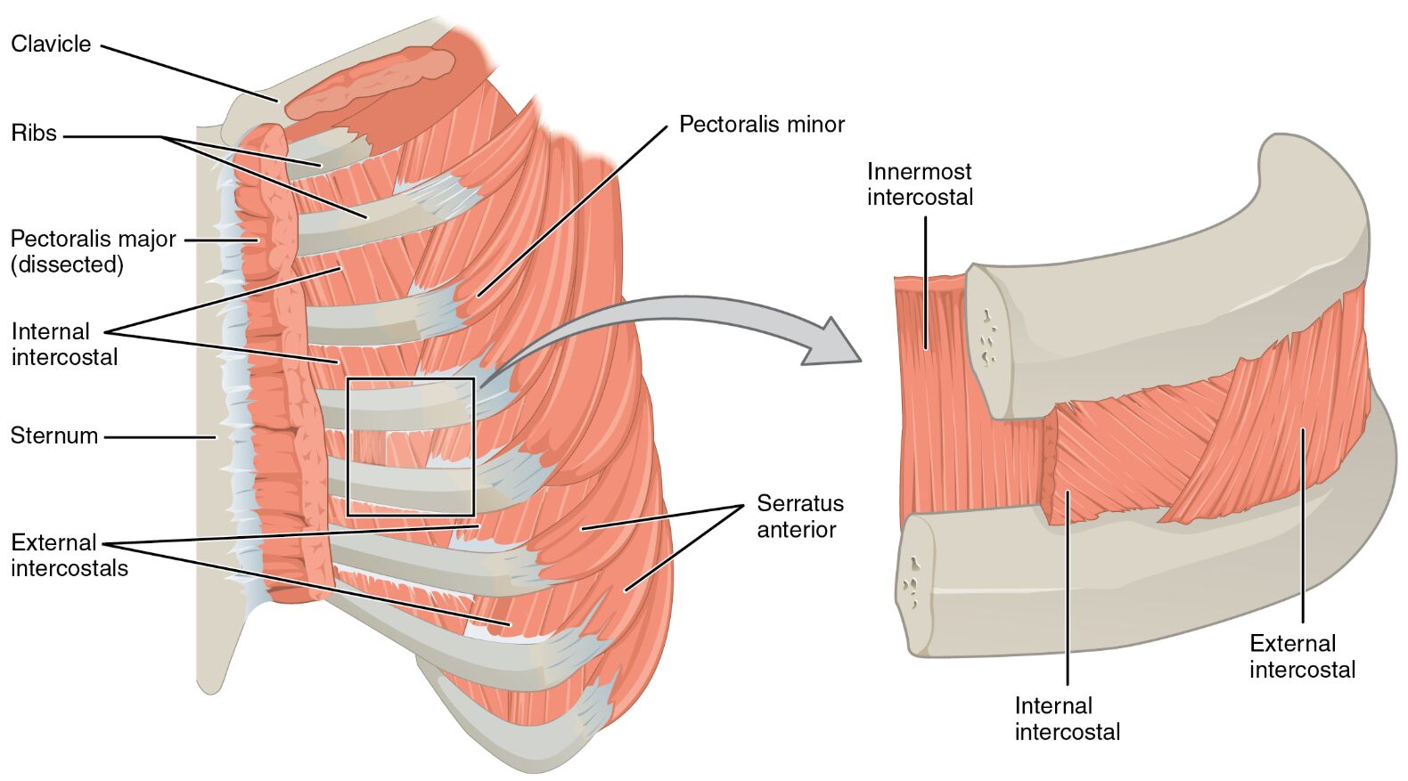 Intercostal Muscles: Anatomical Structure and Function Guide