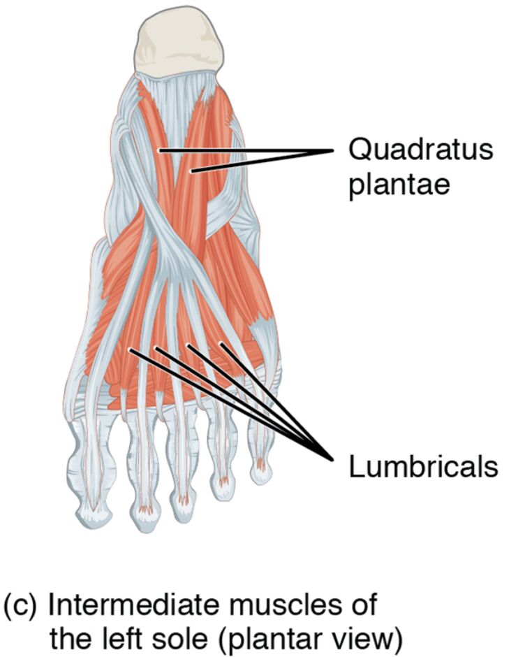 Intermediate Muscles of the Left Sole: Plantar View