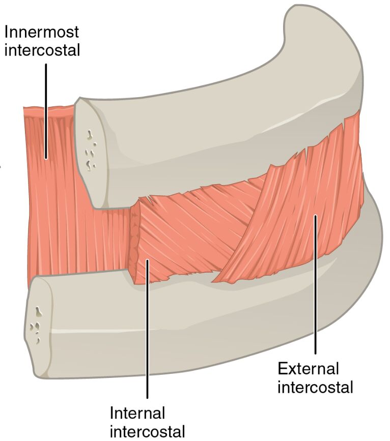 Internal and External Intercostal Muscles: Anatomy and Function Guide