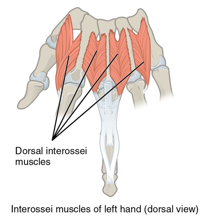 Interossei Muscles of the Left Hand (Dorsal View)
