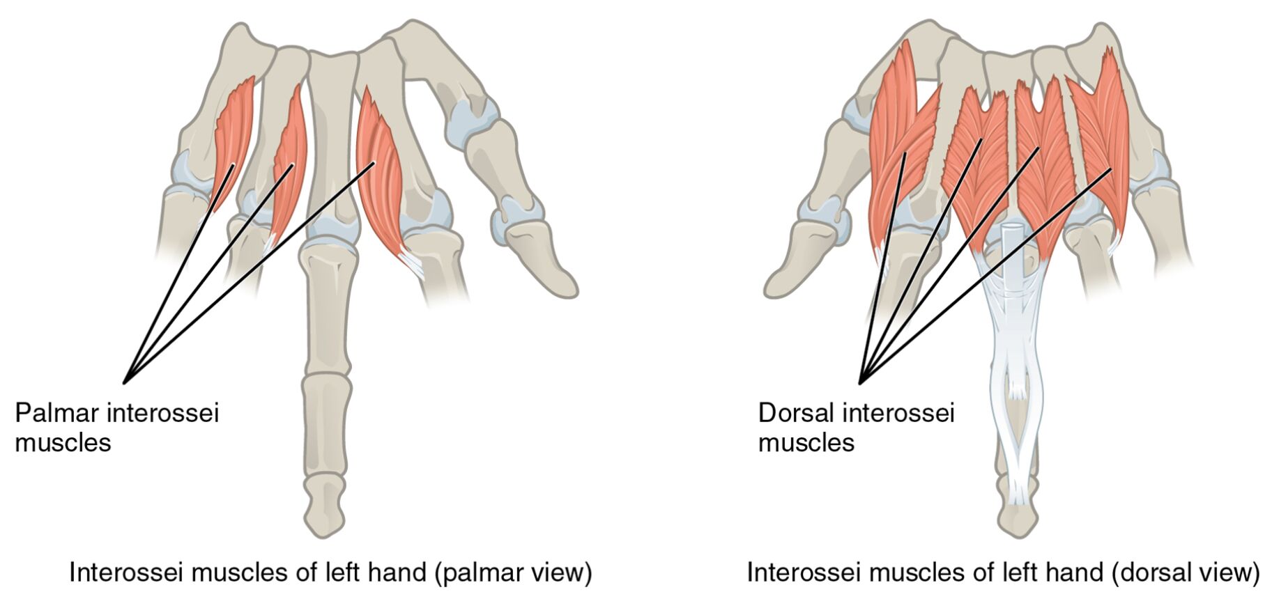 Interossei Muscles of the Left Hand: Palmar and Dorsal Views