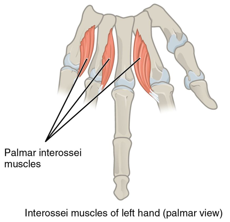 Interossei Muscles of the Left Hand (Palmar View)