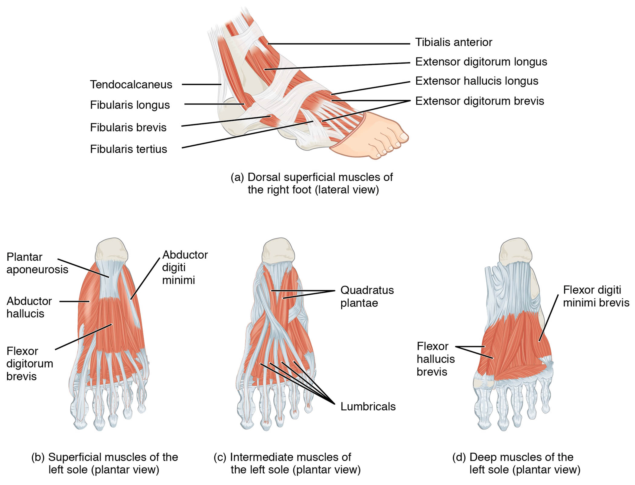 Intrinsic Muscles of the Foot: Anatomical Structure