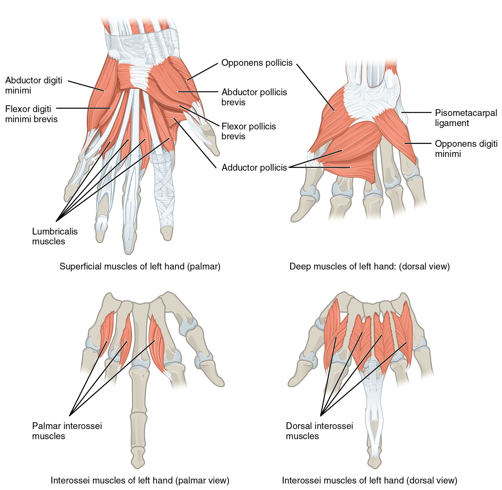 Intrinsic Muscles of the Hand: Anatomical Structure