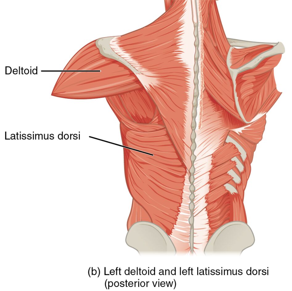 Understanding the Anatomy of Left Deltoid and Latissimus Dorsi Muscles (Posterior View)