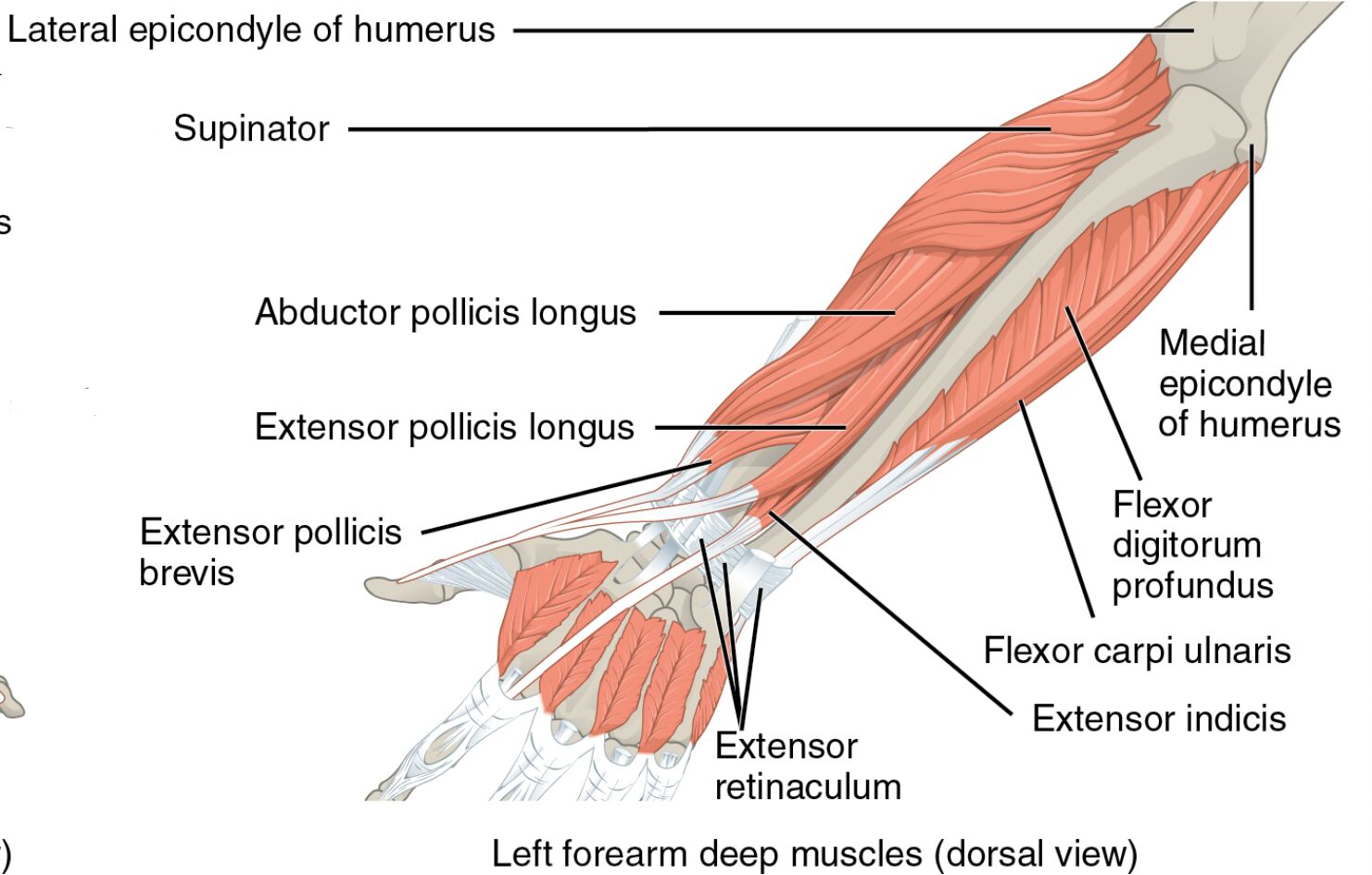 Left Forearm Deep Muscles: Dorsal View Anatomy