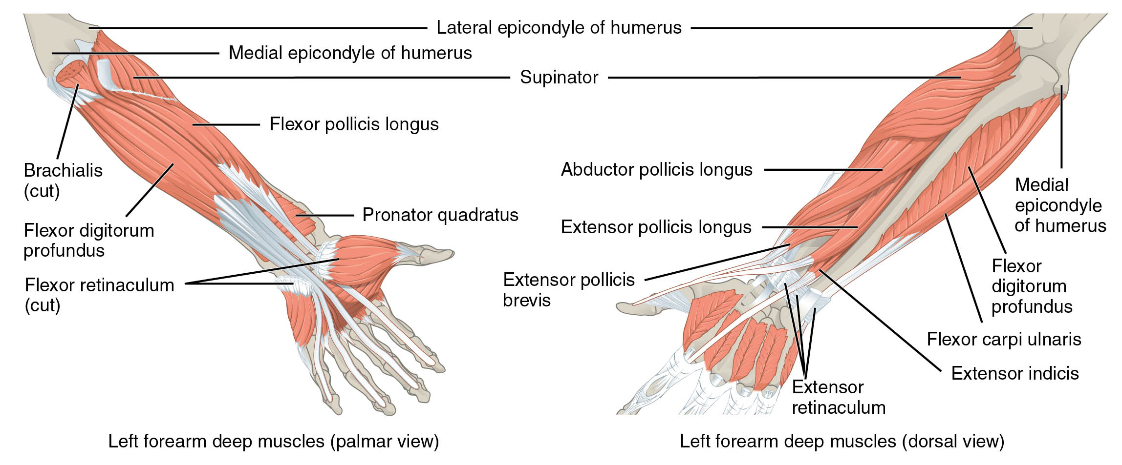 Left Forearm Deep Muscles: Palmar and Dorsal Views