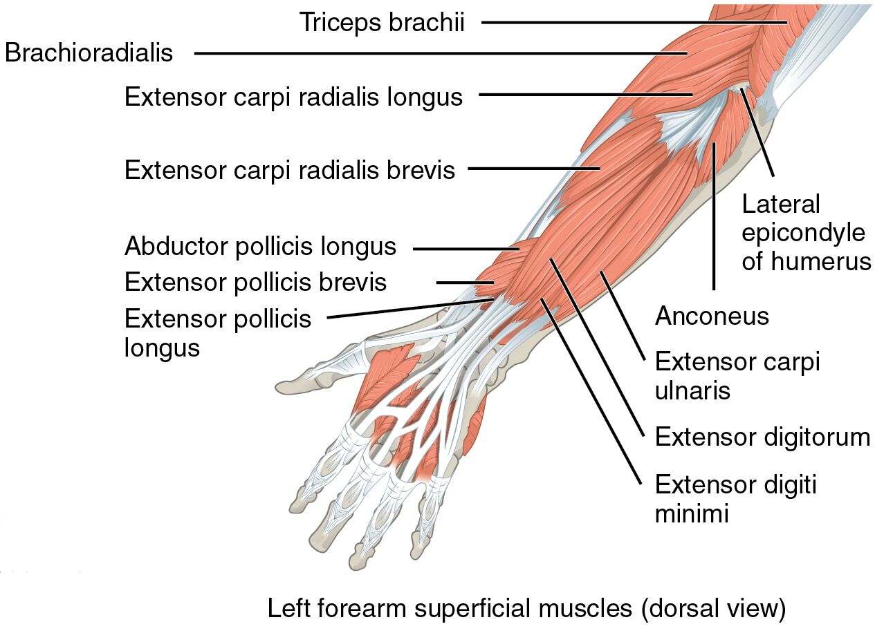Left Forearm Superficial Muscles: Dorsal View Anatomy