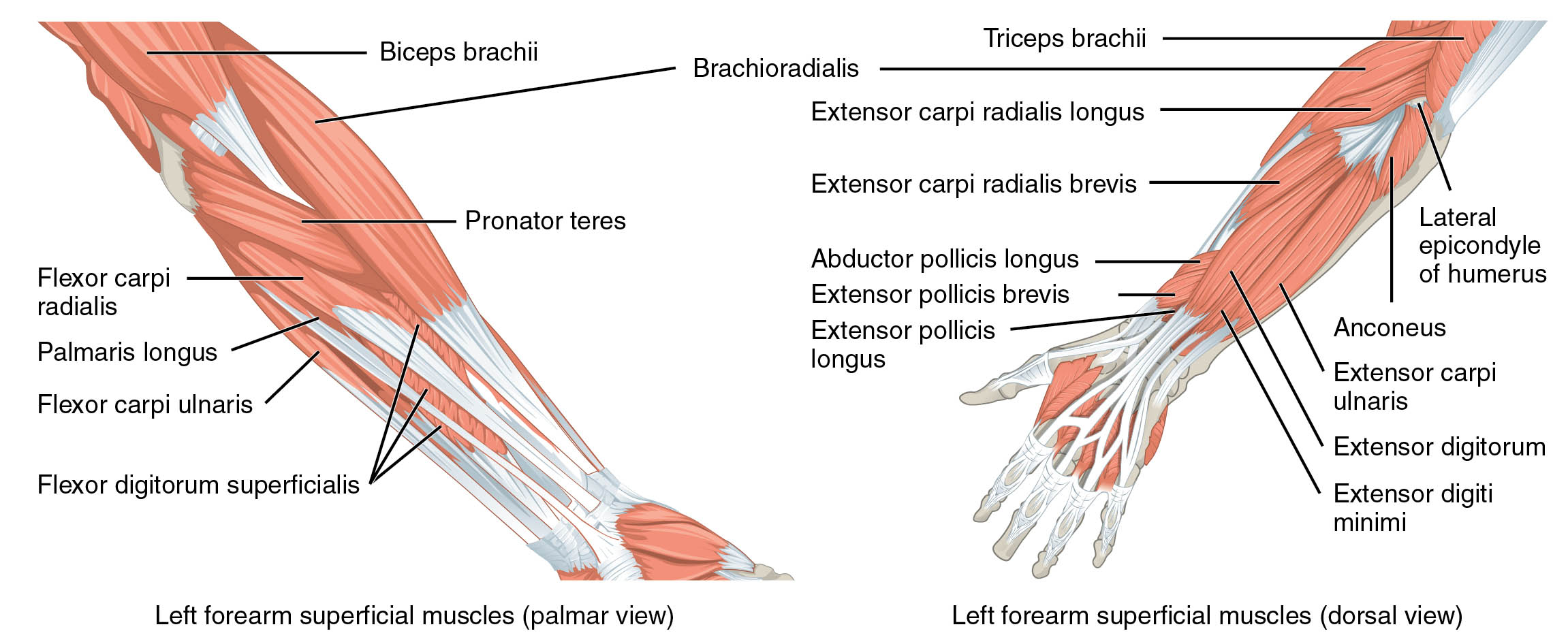 Left Forearm Superficial Muscles: Palmar and Dorsal Views