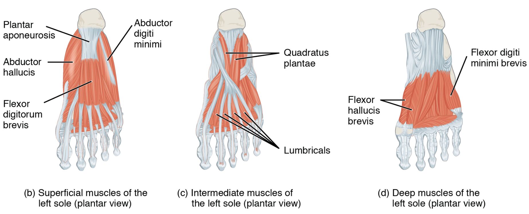left-sole-superficial-intermediate-and-deep-muscles-anatomical-structures Superficial, Intermediate, and Deep Muscles of the Left Sole: Anatomical Structures