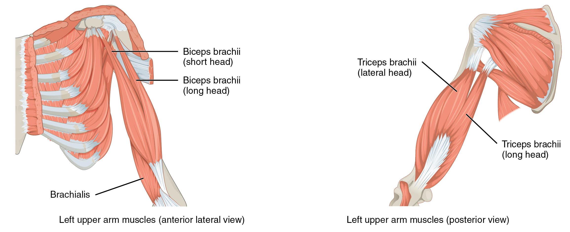 Left Upper Arm Muscles: Anterior and Posterior Views