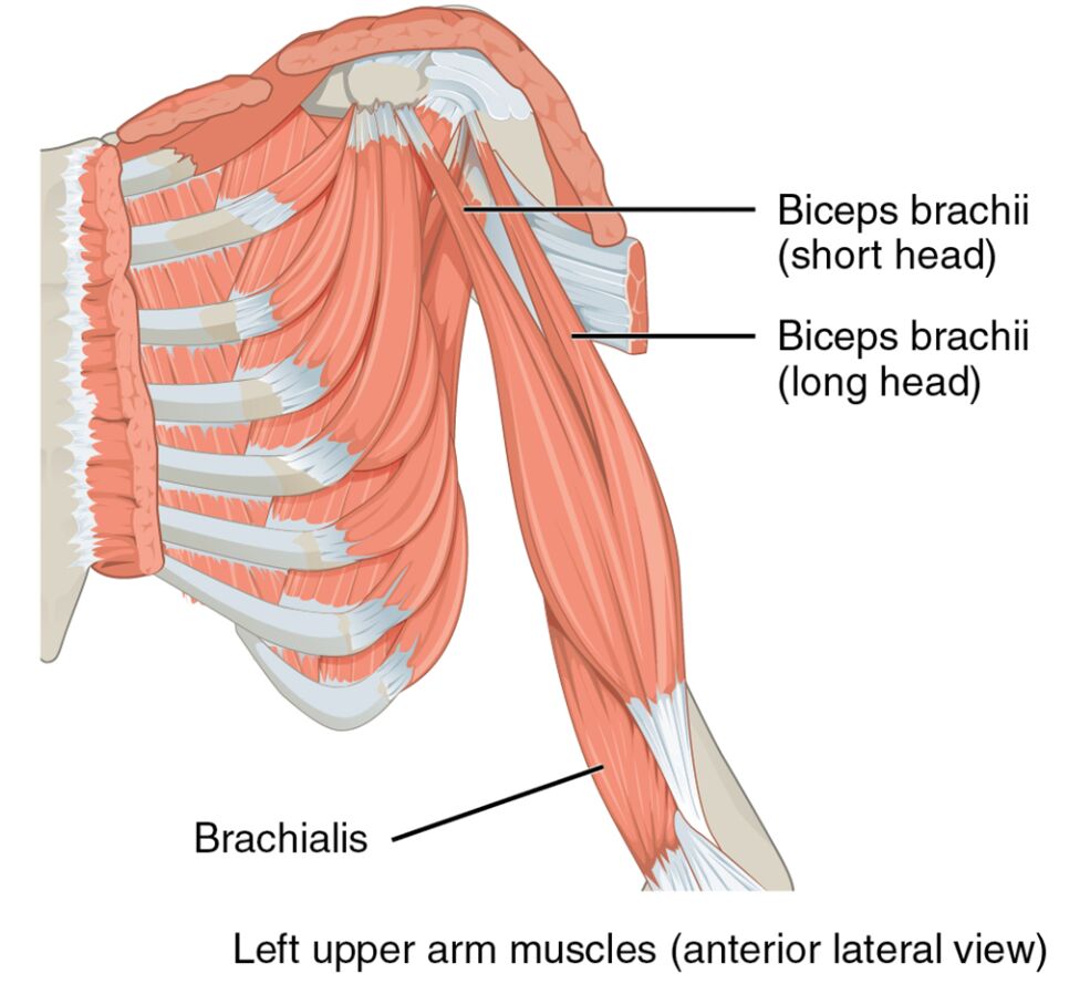 Left Upper Arm Muscles: Anterior Lateral View