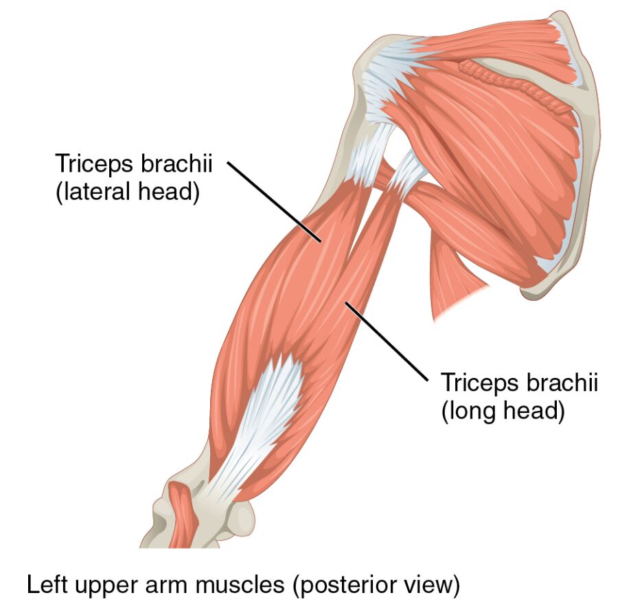 Anatomy of Left Upper Arm Muscles: Posterior View