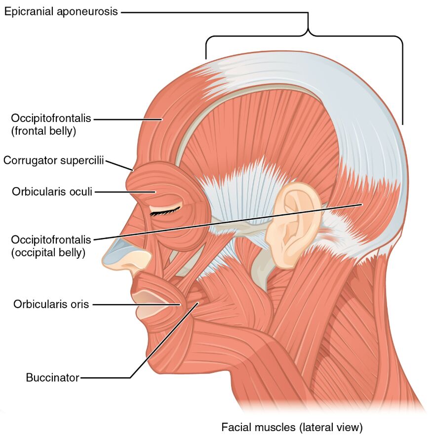 Muscles of Facial Expression: Lateral View Anatomy Insights