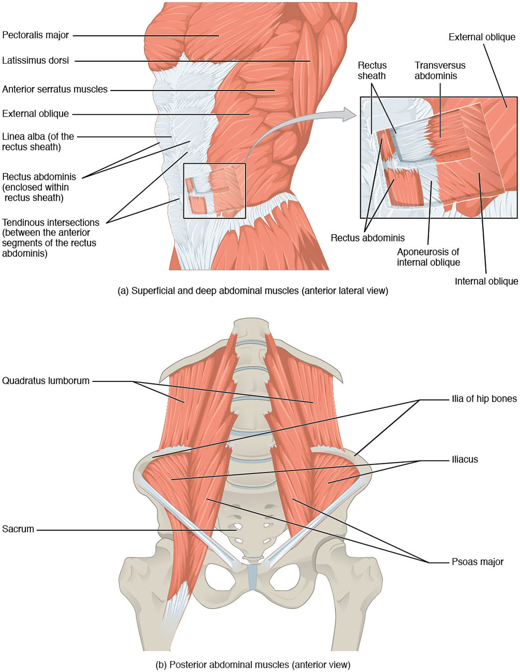 Muscles of the Abdomen: Anatomical Structure and Function Explained