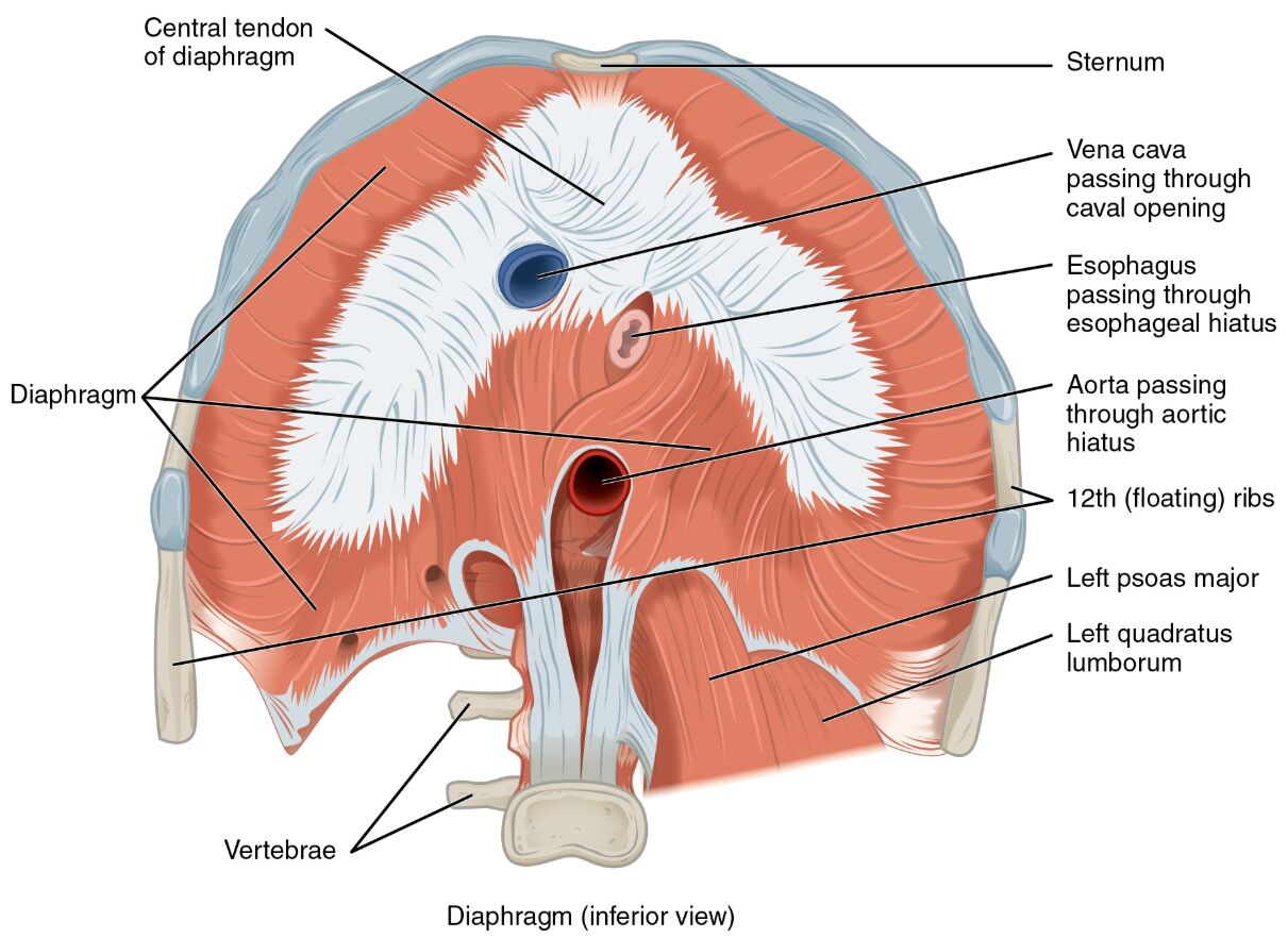 Muscles of the Diaphragm: Anatomical Structure Inferior View Guide