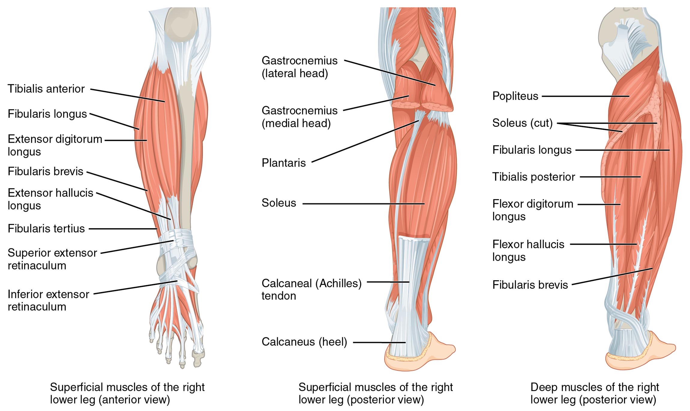 Muscles of the Lower Leg: Anatomical Structure