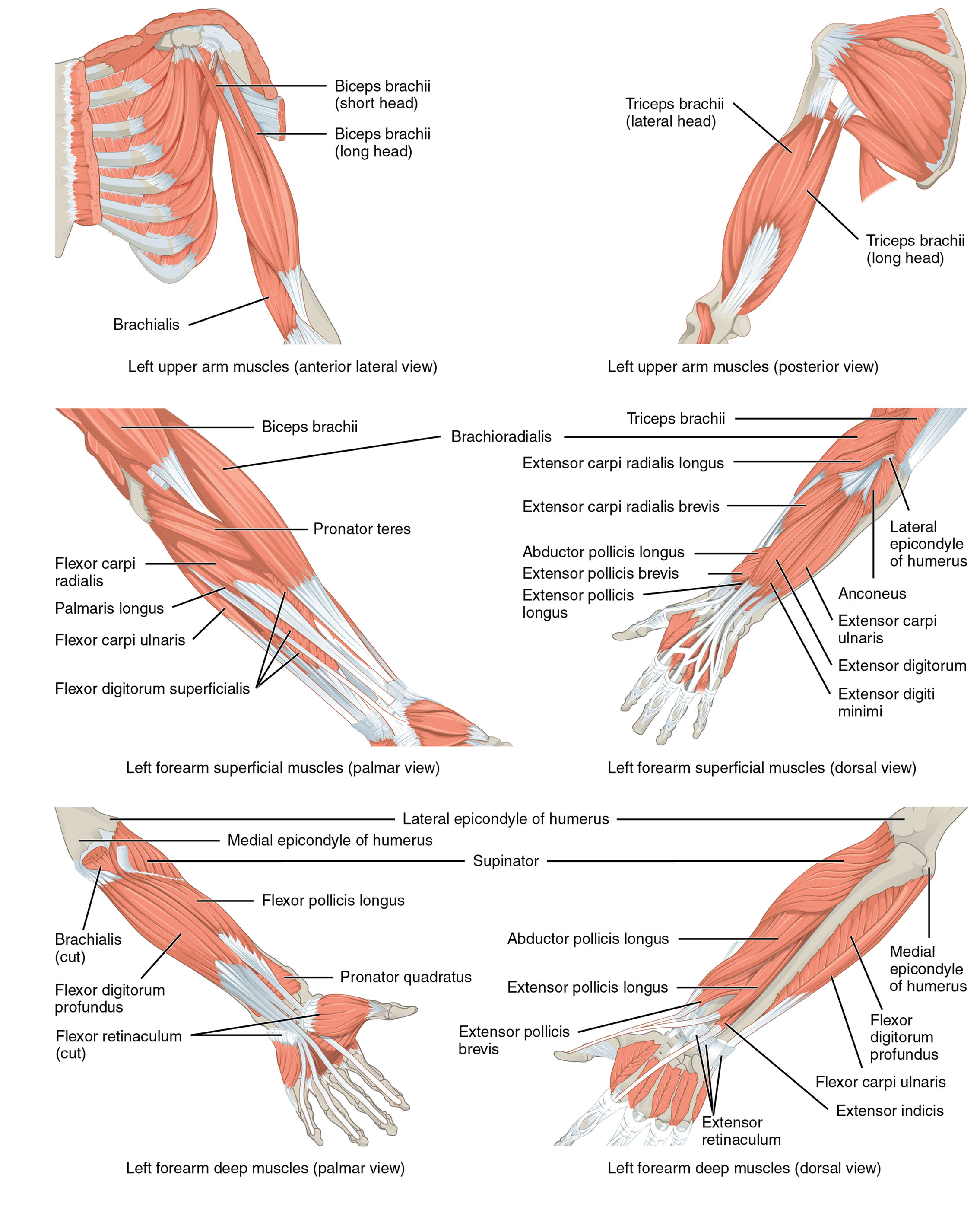 Understanding the Muscles That Move the Forearm: Anatomical Structure
