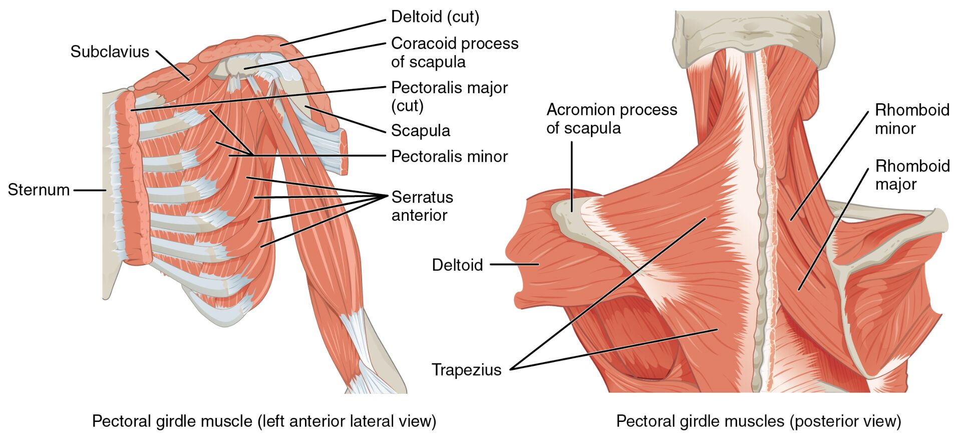 Muscles That Position the Pectoral Girdle: Anatomical Structure Guide