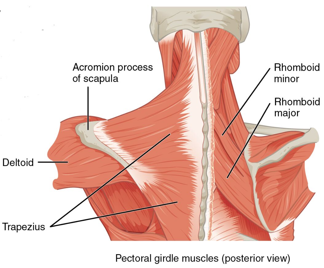 Pectoral Girdle Muscles: Anatomical Structure Posterior View Guide