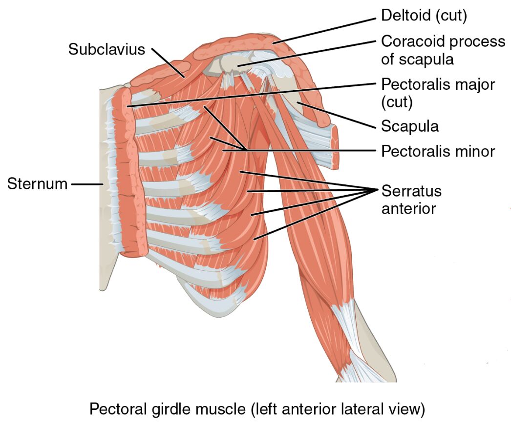 Pectoral Girdle Muscles: Left Anatomical Structure Anterior Lateral View Guide