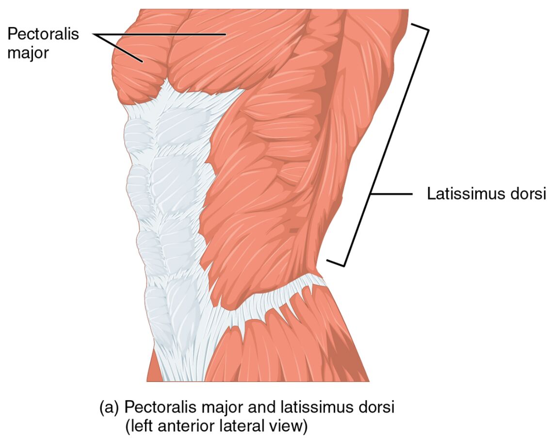 Pectoralis Major and Latissimus Dorsi: Anatomy and Function in Left Anterior Lateral View