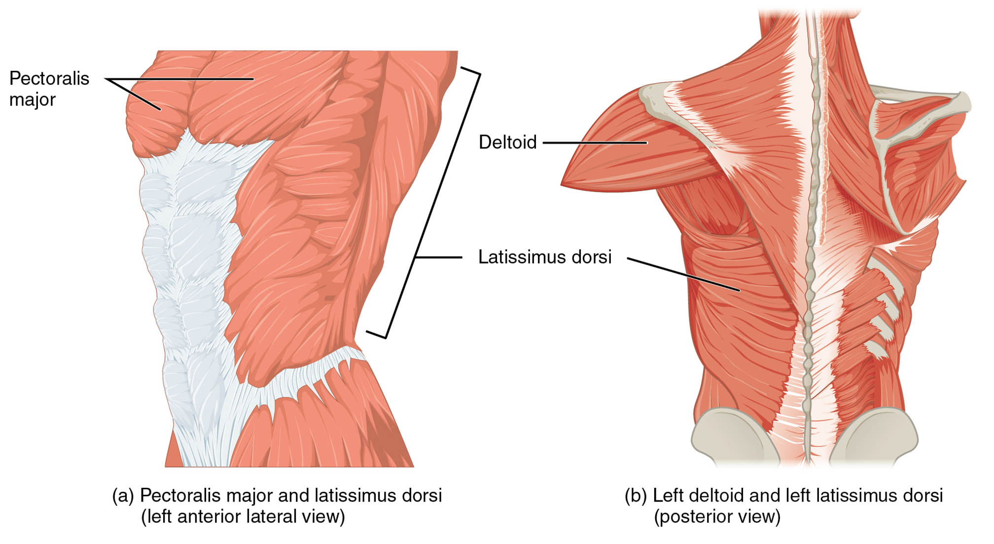 Understanding the Anatomy of Pectoralis Major, Deltoid, and Latissimus Dorsi Muscles
