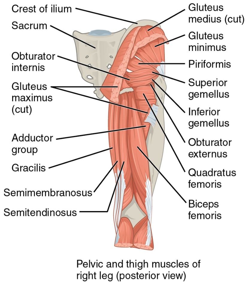 Pelvic and Thigh Muscles: Right Leg Posterior View