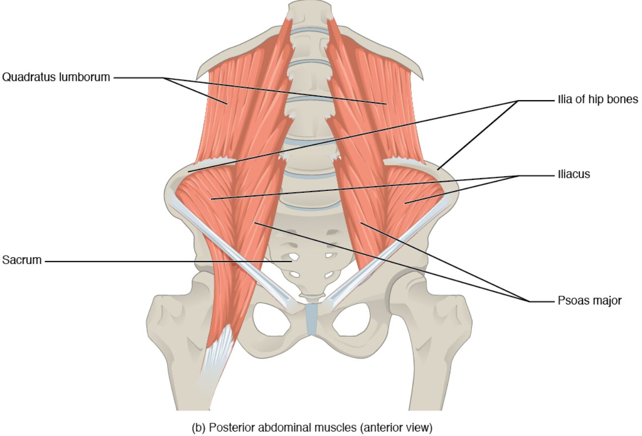 Posterior Abdominal Muscles: Anterior View Anatomy Guide