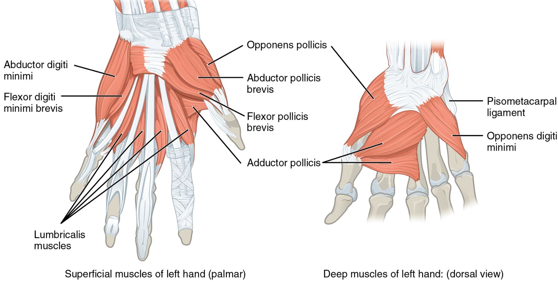Superficial and Deep Muscles of the Left Hand: Palmar and Dorsal Views