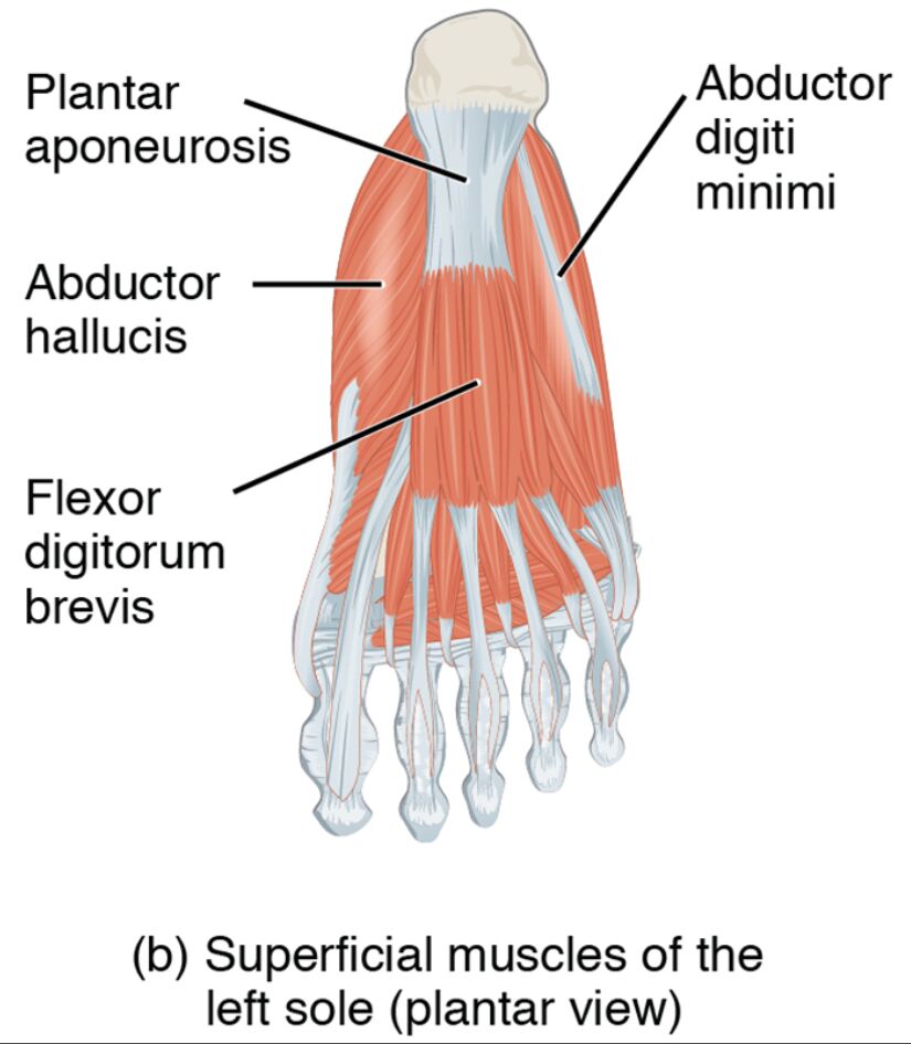 Superficial Muscles of the Left Sole: Plantar View