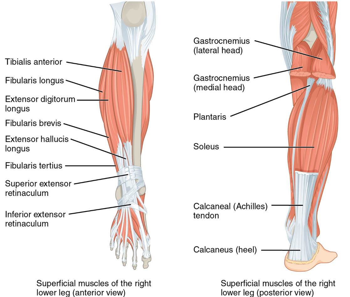 Superficial Muscles of the Right Lower Leg: Anterior and Posterior Views
