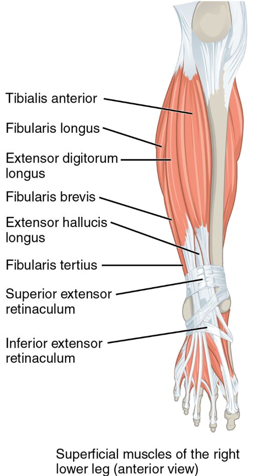 Superficial Muscles of the Right Lower Leg: Anterior View