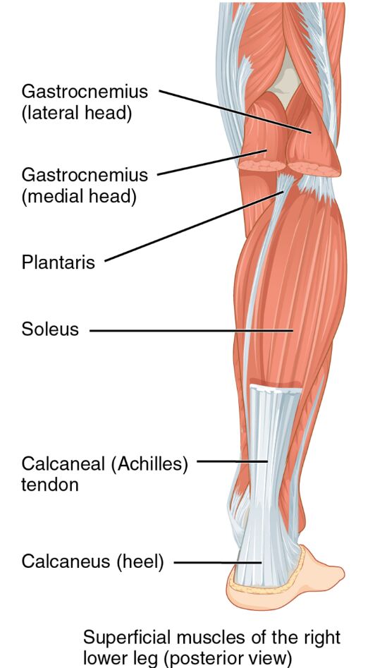 Superficial Muscles of the Right Lower Leg: Posterior View