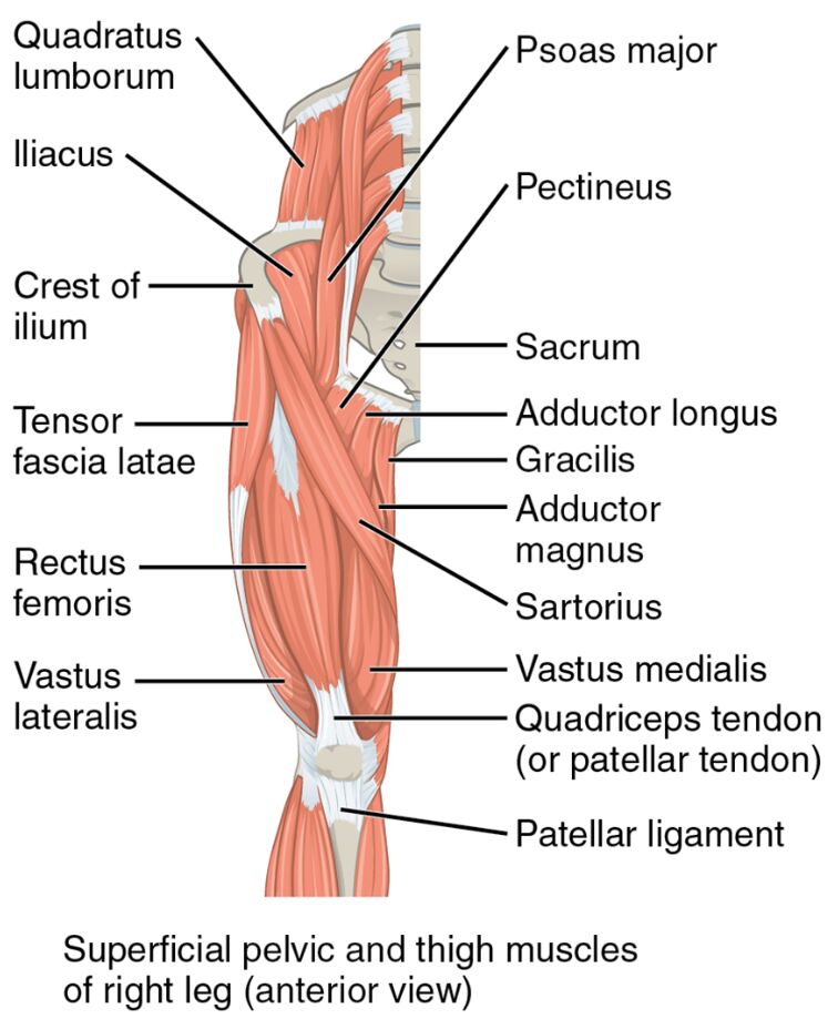Superficial Pelvic and Thigh Muscles: Right Leg Anterior View