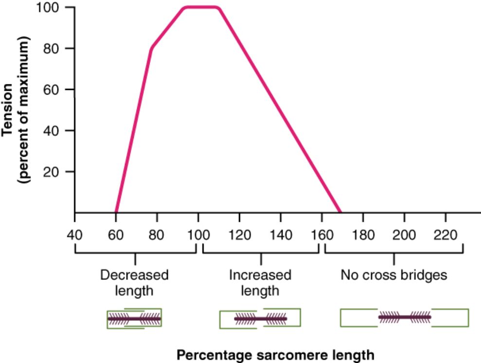 Optimal Sarcomere Length for Muscle Tension
