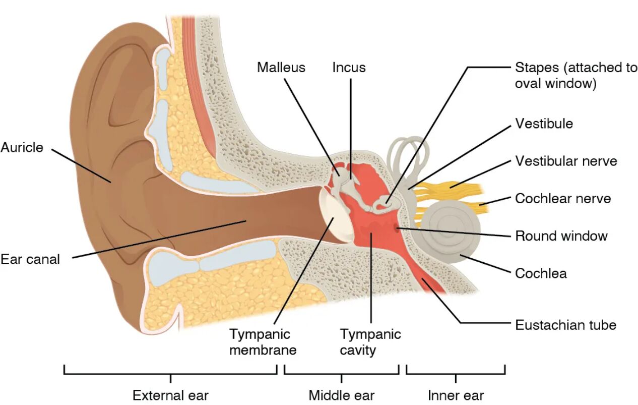 Anatomical Structures of the Ear: External, Middle, and Inner Ear Insights