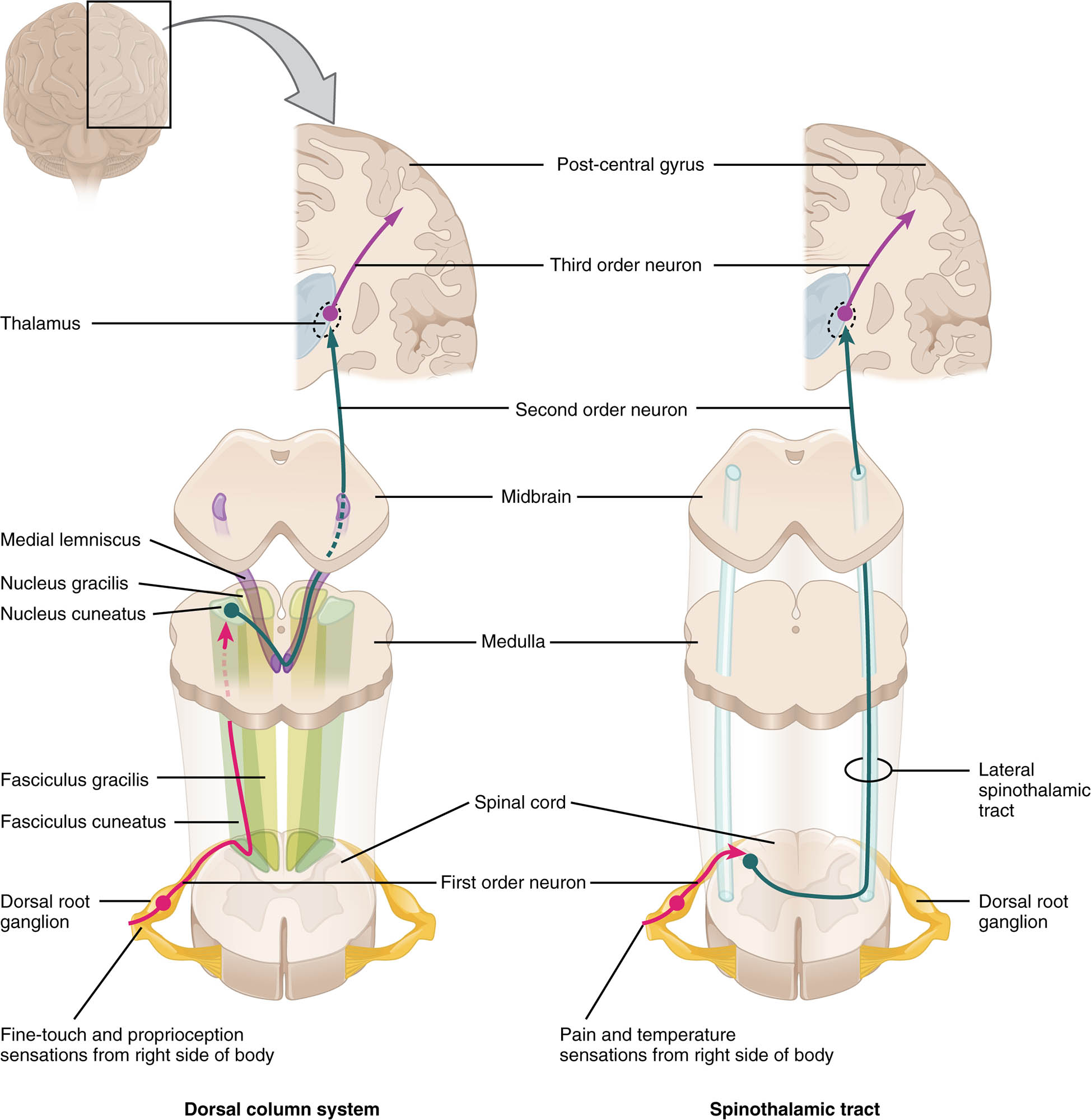 Ascending Sensory Pathways of the Spinal Cord: An Anterior View Insight