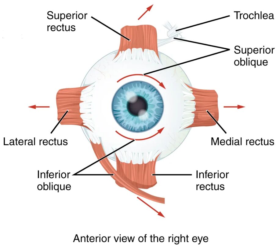 The Extraocular Muscles: Anterior View of the Right Eye Anatomy