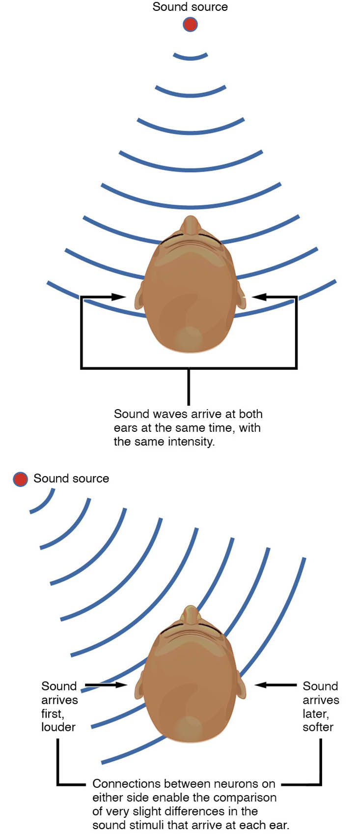 Auditory Brain Stem Mechanisms: Sound Localization Unveiled