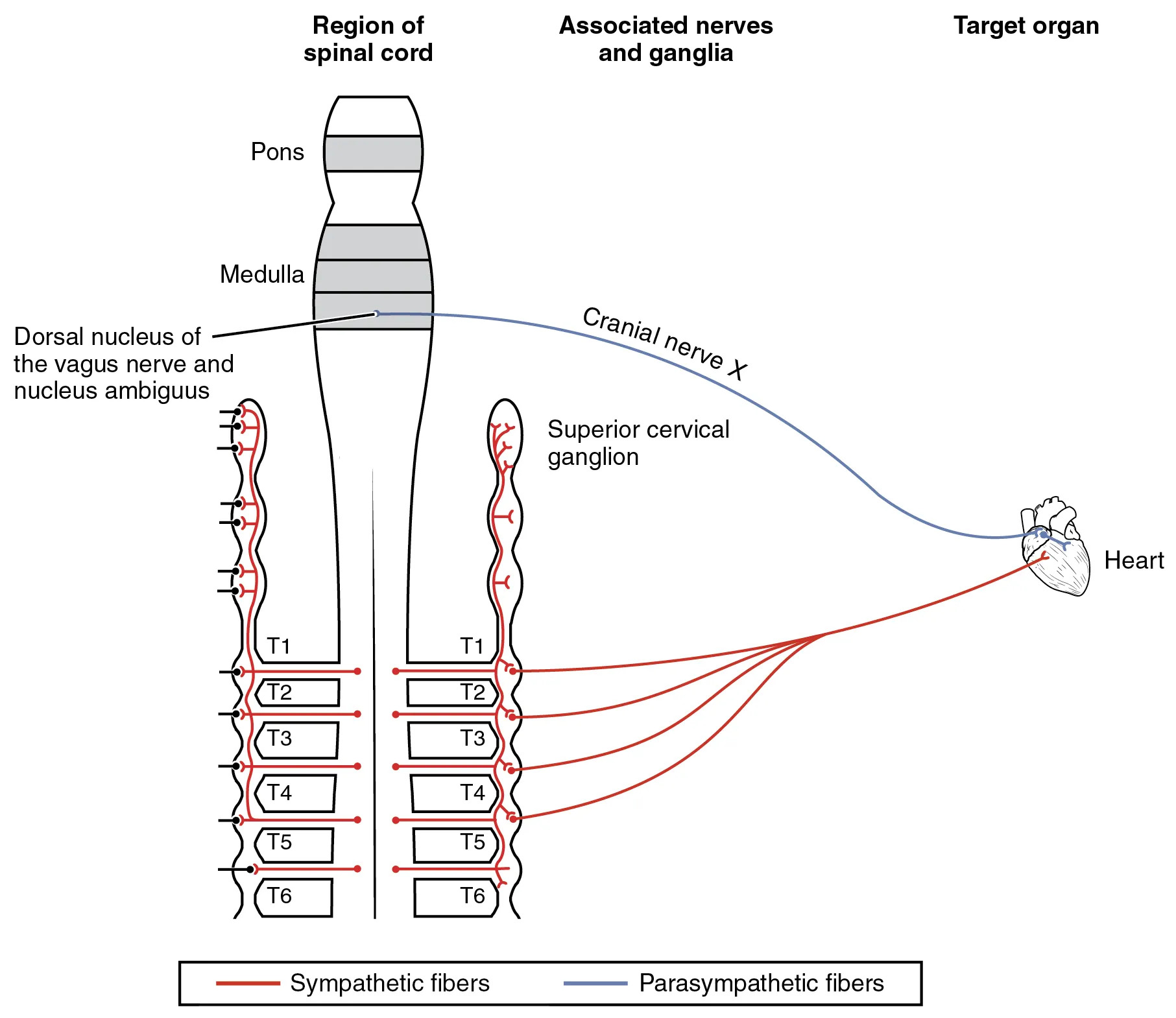 Autonomic Nervous System Innervation of the Heart: A Comprehensive Diagram Guide